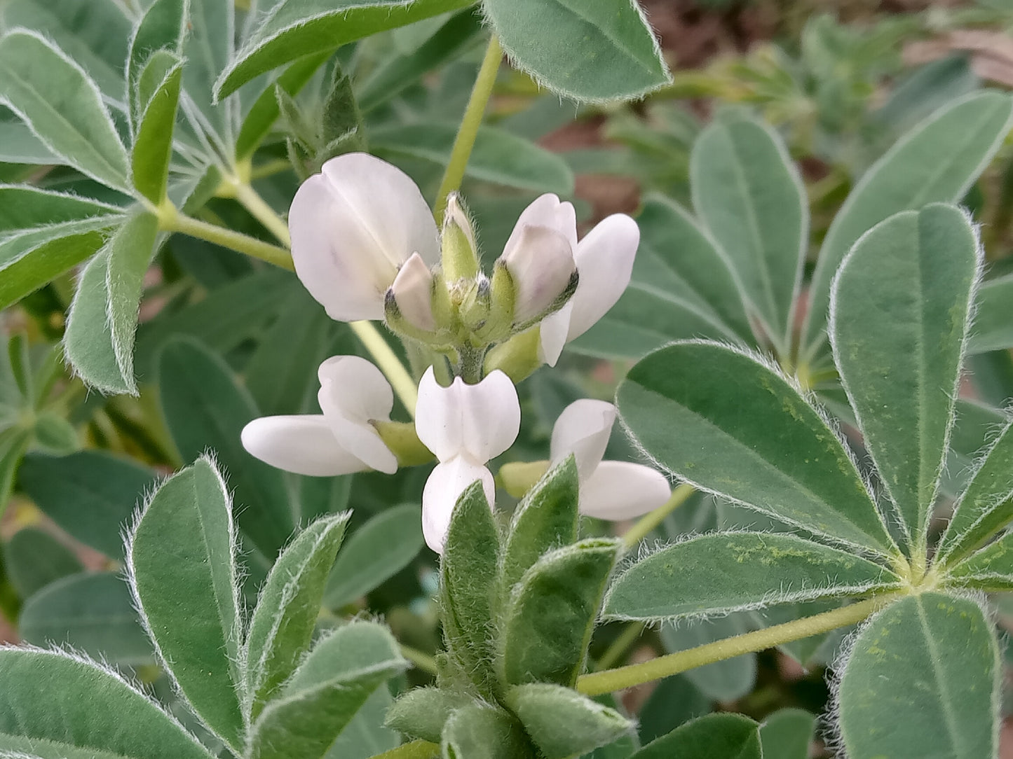 Lupin Blanc à Gros Grain NT - Lupinus Albus - SEM27