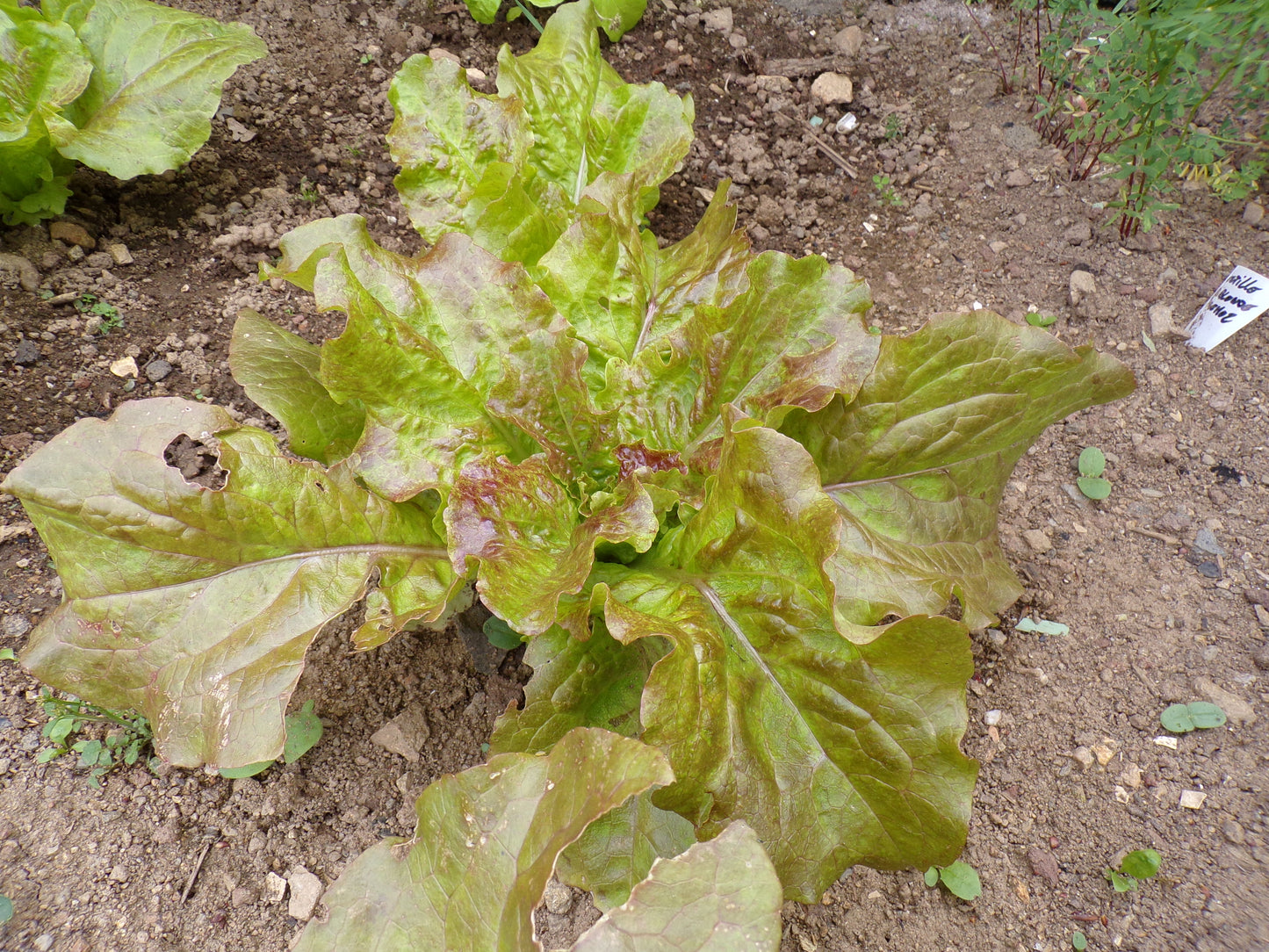 Laitue de Printemps - Lactuca Sativa – SEM06