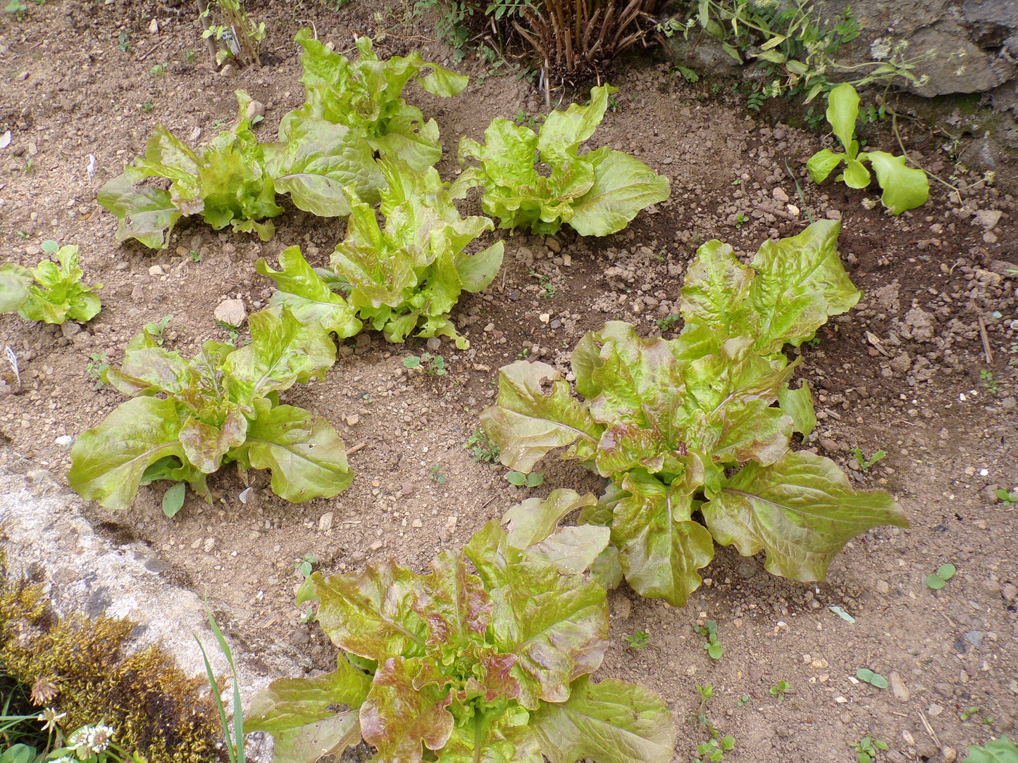 Laitue de Printemps - Lactuca Sativa – SEM06
