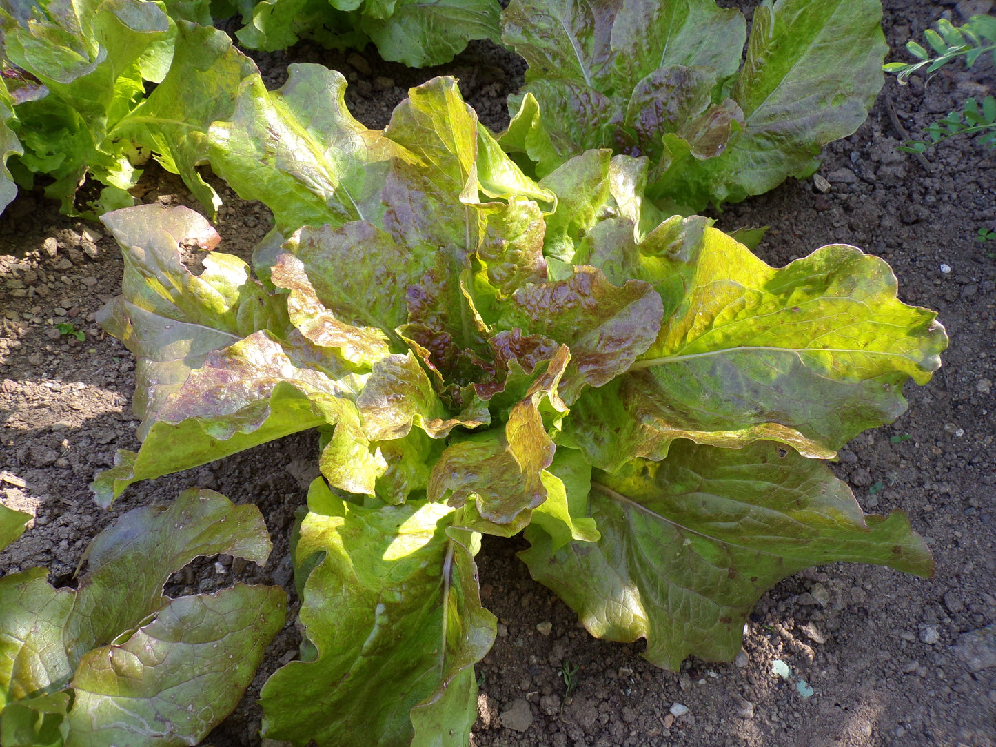 Laitue de Printemps - Lactuca Sativa – SEM06