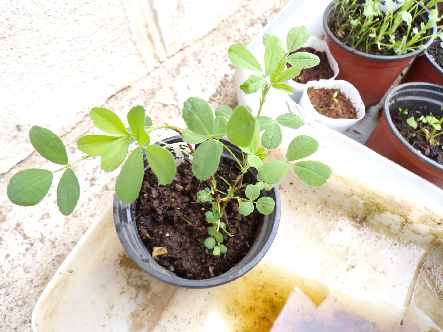 Luzerne - Medicago Sativa L. (Engrais Vert) SEM05
