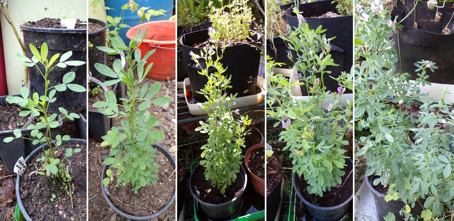 Luzerne - Medicago Sativa L. (Engrais Vert) SEM05