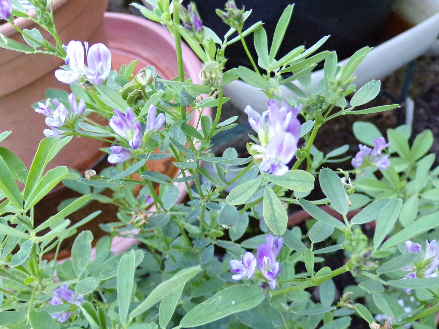 Luzerne - Medicago Sativa L. (Engrais Vert) SEM05