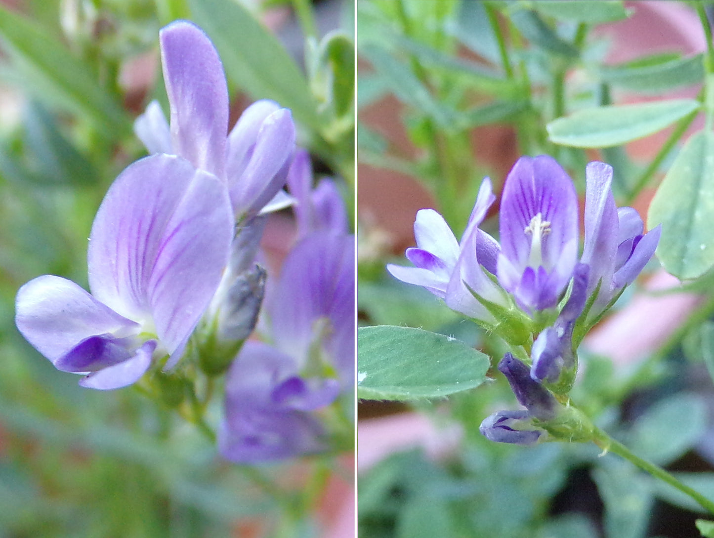 Luzerne - Medicago Sativa L. (Engrais Vert) SEM05