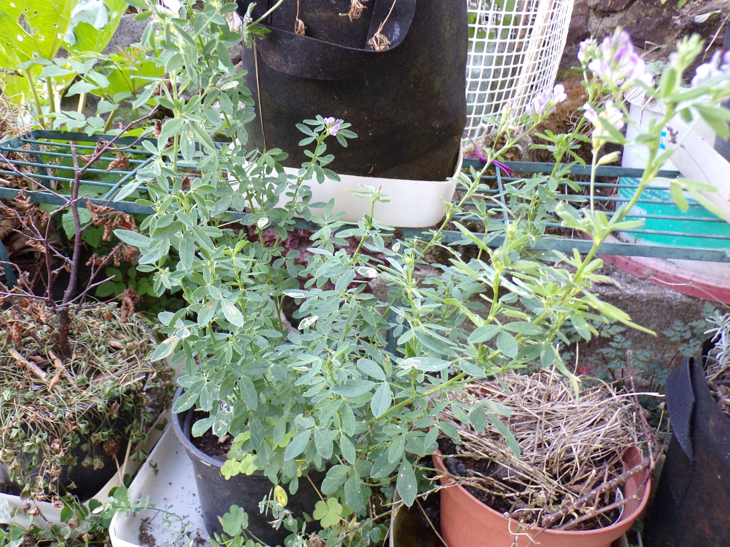 Luzerne - Medicago Sativa L. (Engrais Vert) SEM05