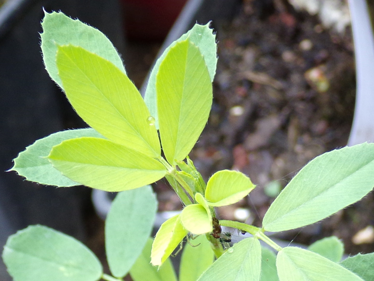 Luzerne - Medicago Sativa L. (Engrais Vert) SEM05