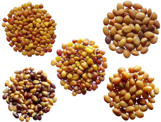 Offre Trèfle : 5 Variétés - 5 Sachets (Engrais Vert)