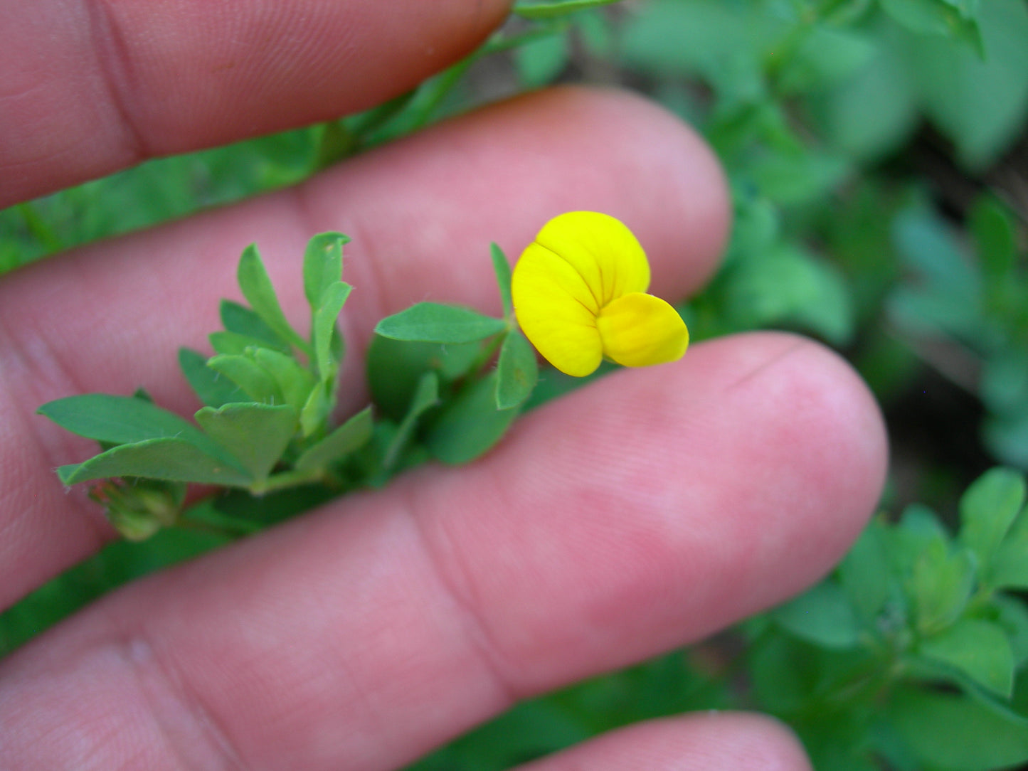 Lotier Corniculé - Lotus Corniculatus L. (Engrais Vert) SEM05