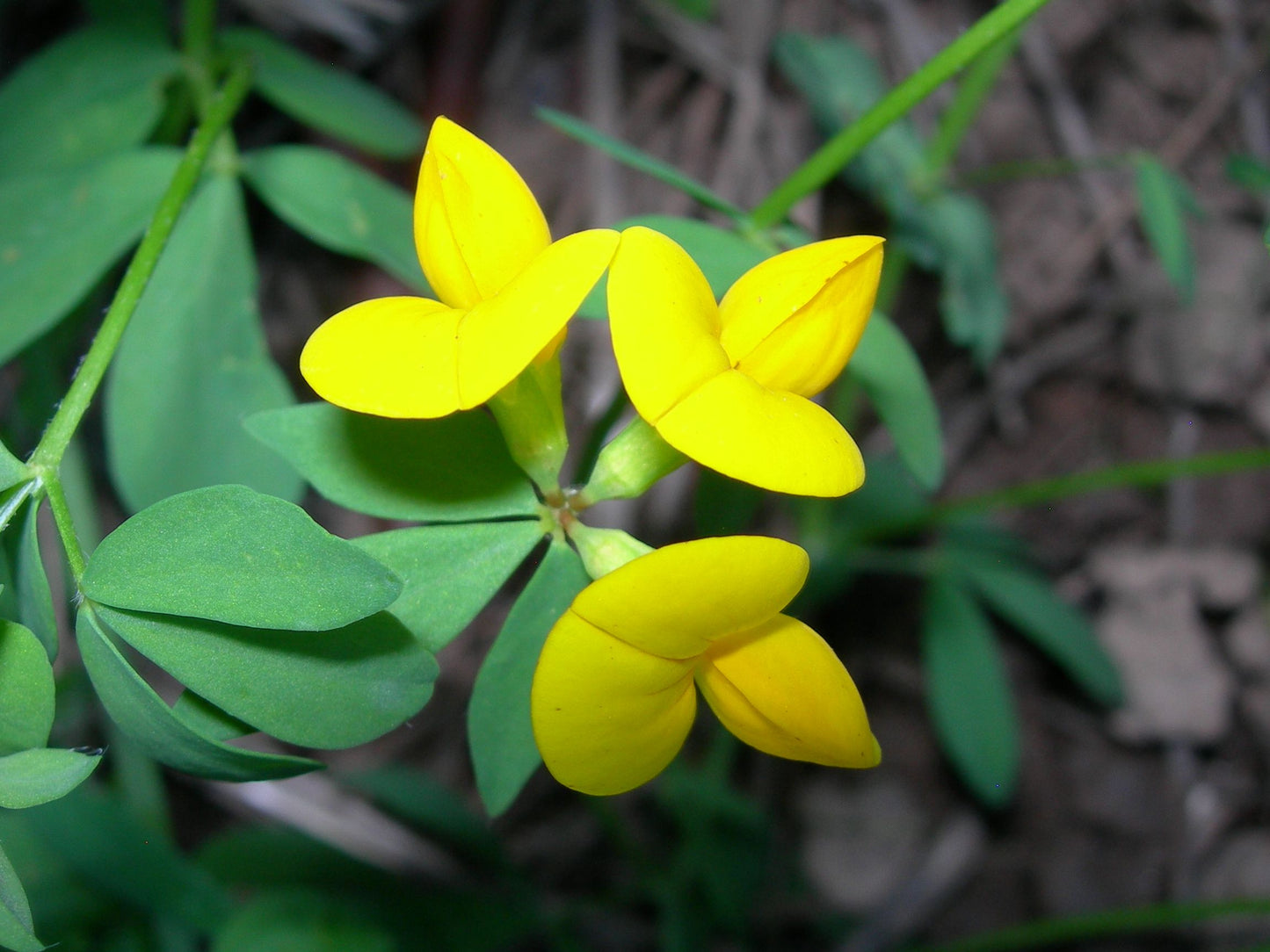 Lotier Corniculé - Lotus Corniculatus L. (Engrais Vert) SEM05