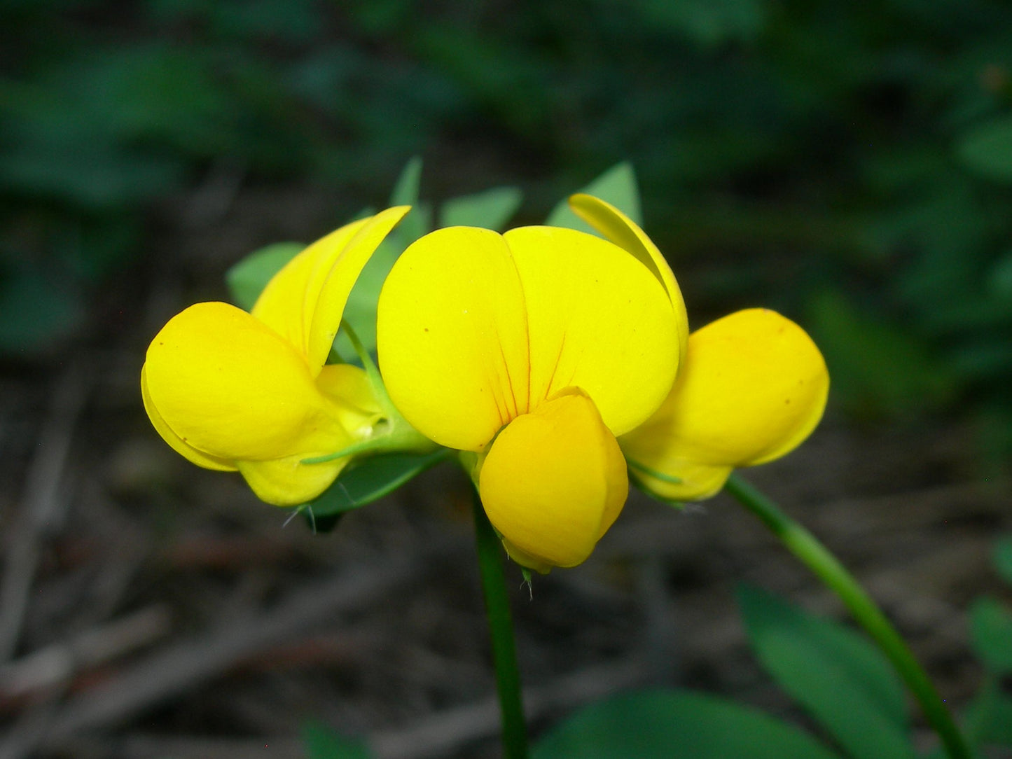 Lotier Corniculé - Lotus Corniculatus L. (Engrais Vert) SEM05