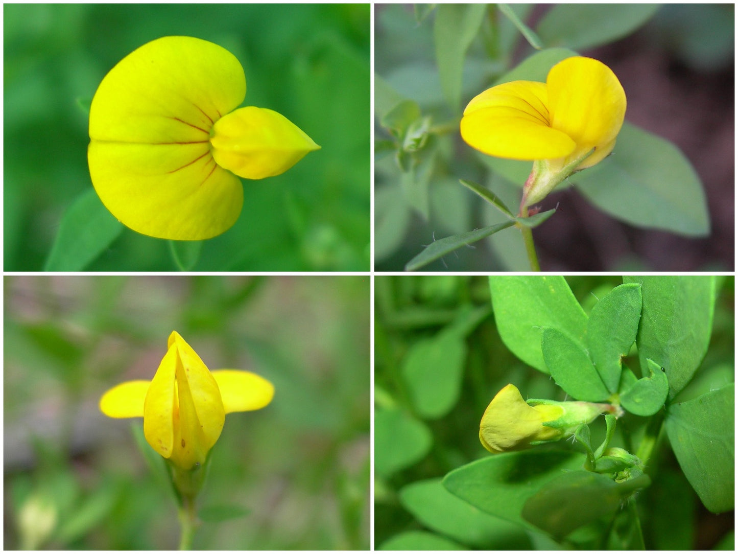 Lotier Corniculé - Lotus Corniculatus L. (Engrais Vert) SEM05