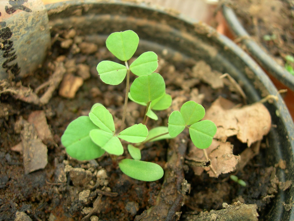 Luzerne Lupuline - Medicago Lupulina (Engrais Vert) SEM05