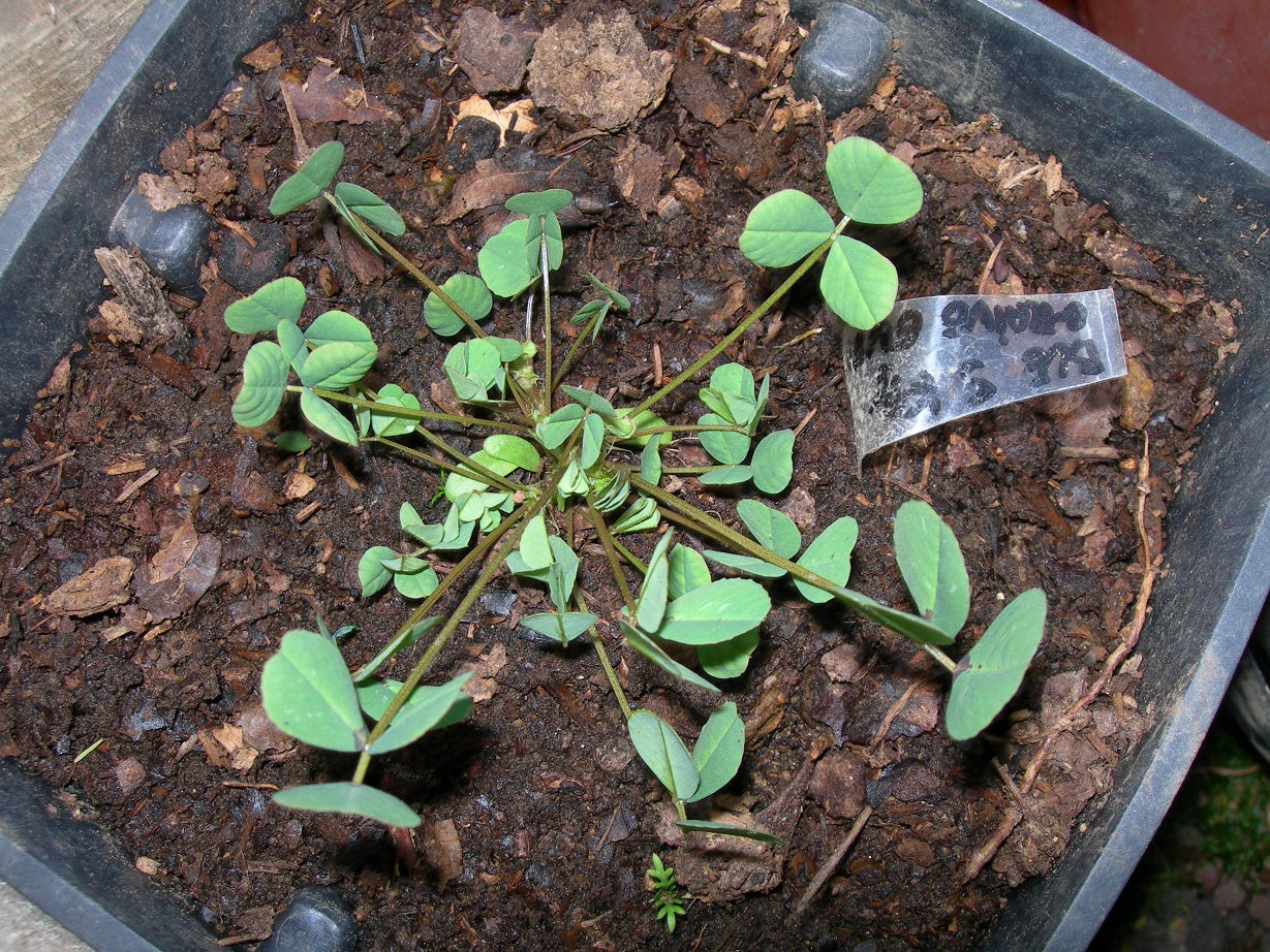 Luzerne Lupuline - Medicago Lupulina (Engrais Vert) SEM05