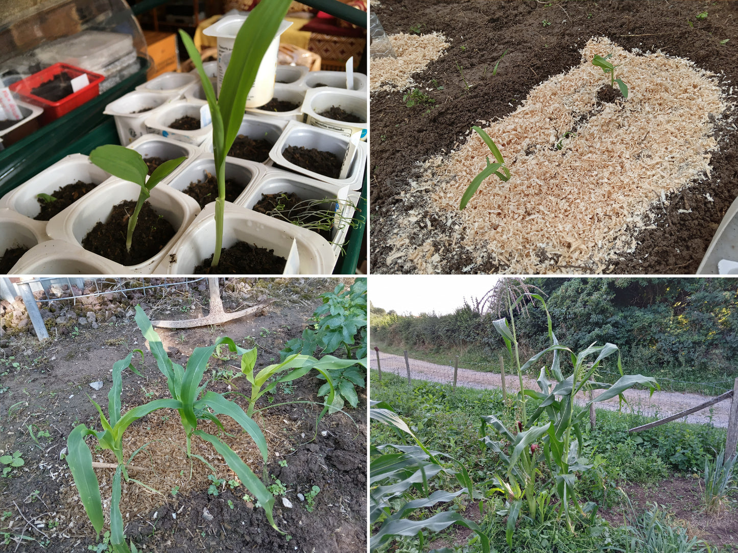 Maïs Doux - Zea Mays L. Subsp. Mays Ab - SEM01