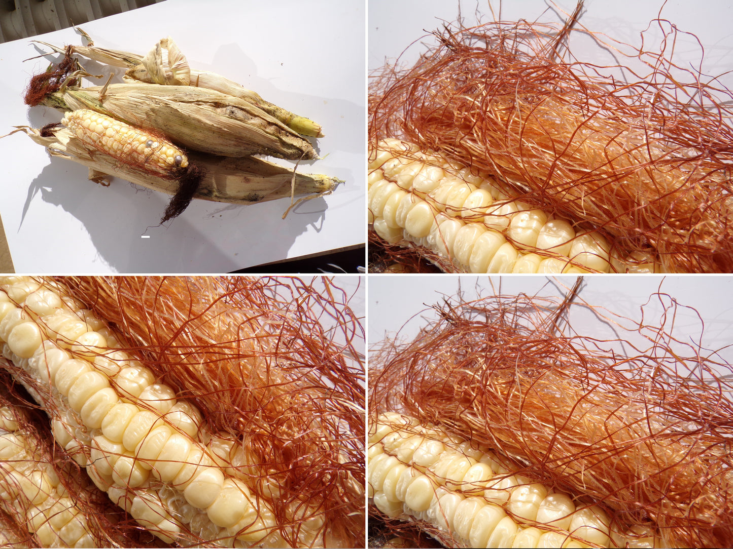 Maïs Doux - Zea Mays L. Subsp. Mays Ab - SEM01