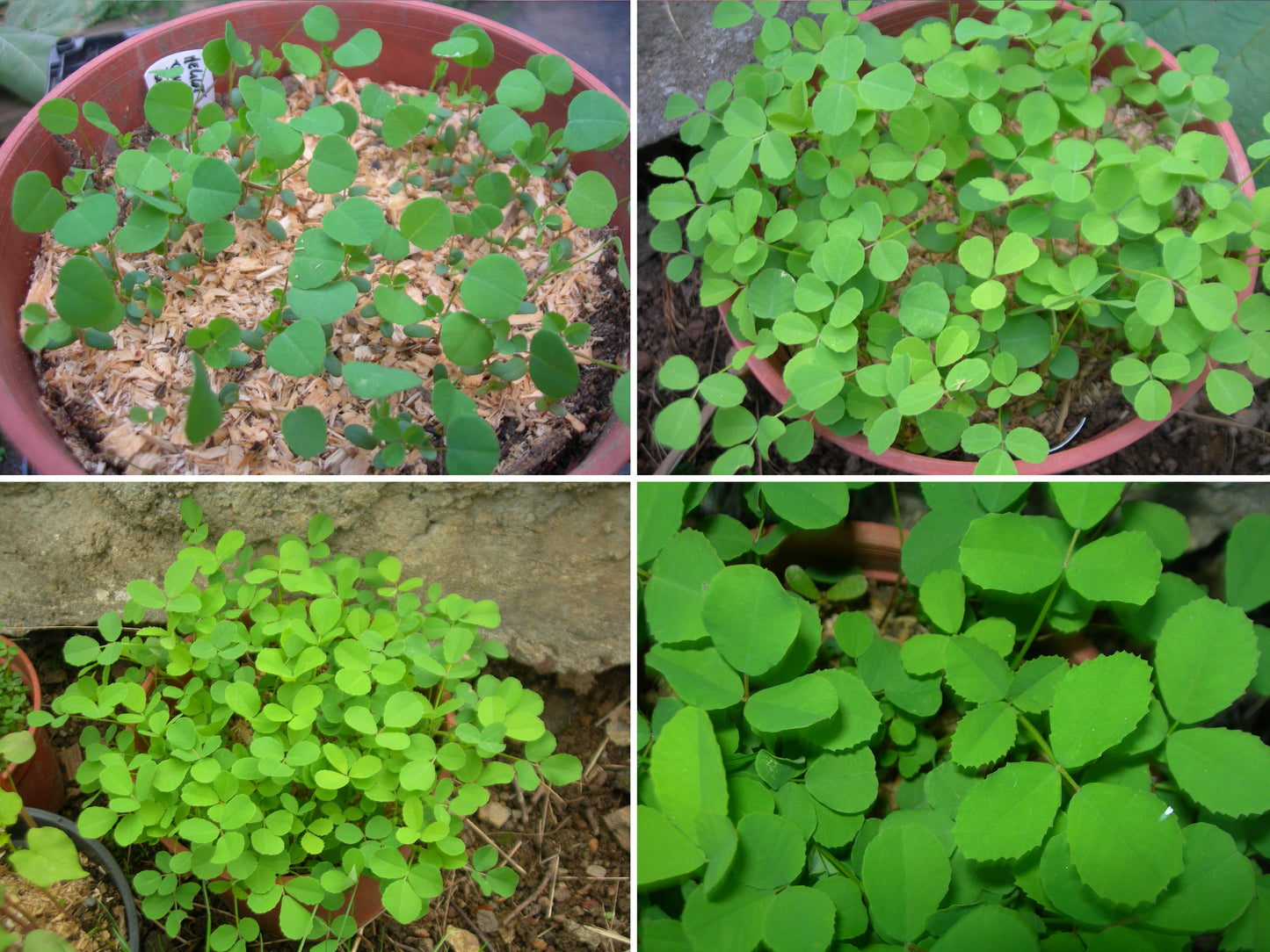 Mélilot Jaune - Melilotus Officinalis (Engrais Vert) SEM05