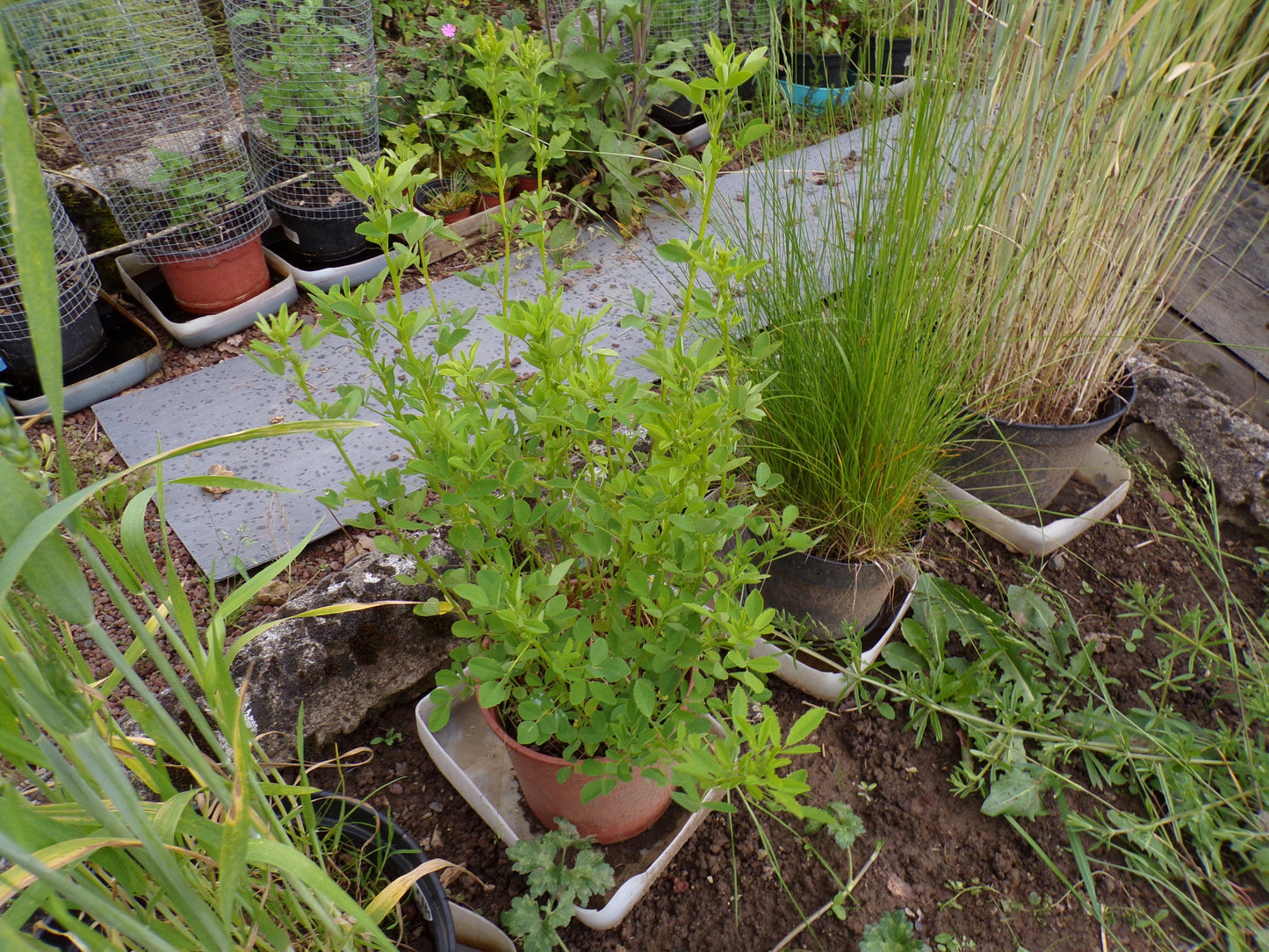Mélilot Jaune - Melilotus Officinalis (Engrais Vert) SEM05