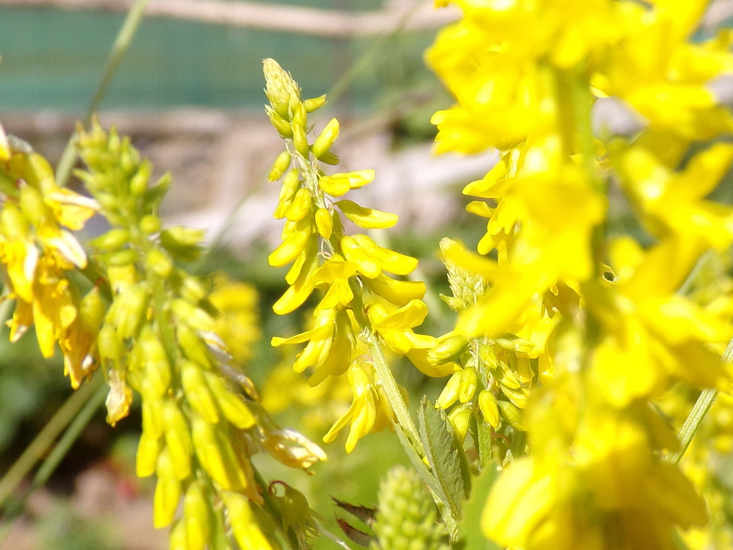 Mélilot Jaune - Melilotus Officinalis (Engrais Vert) SEM05