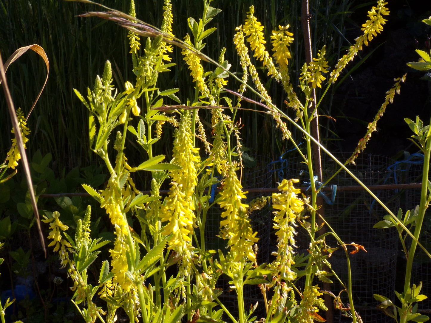 Mélilot Jaune - Melilotus Officinalis (Engrais Vert) SEM05