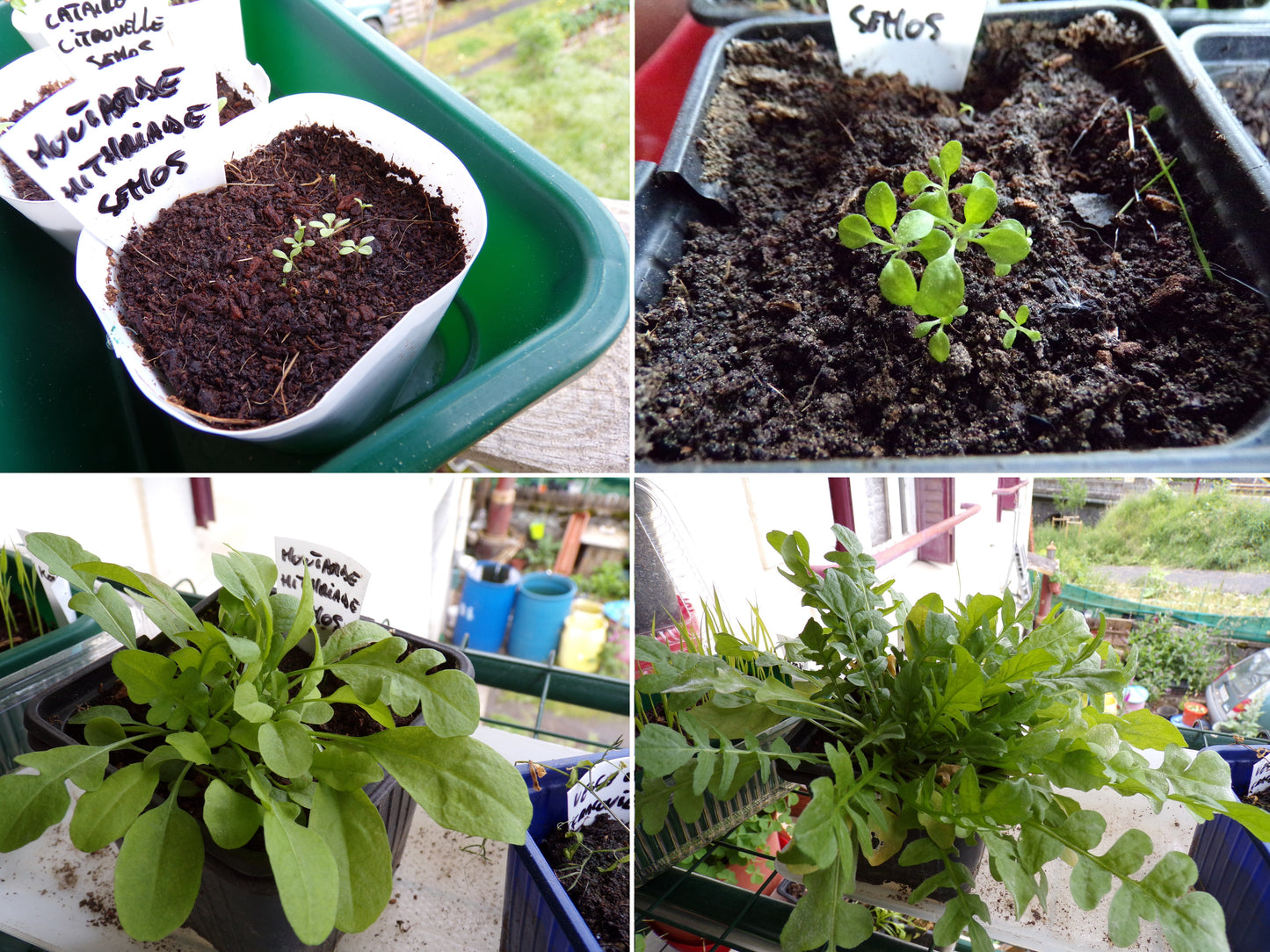 Bourse à Pasteur - Capsella Bursa Pastoris - SEM05