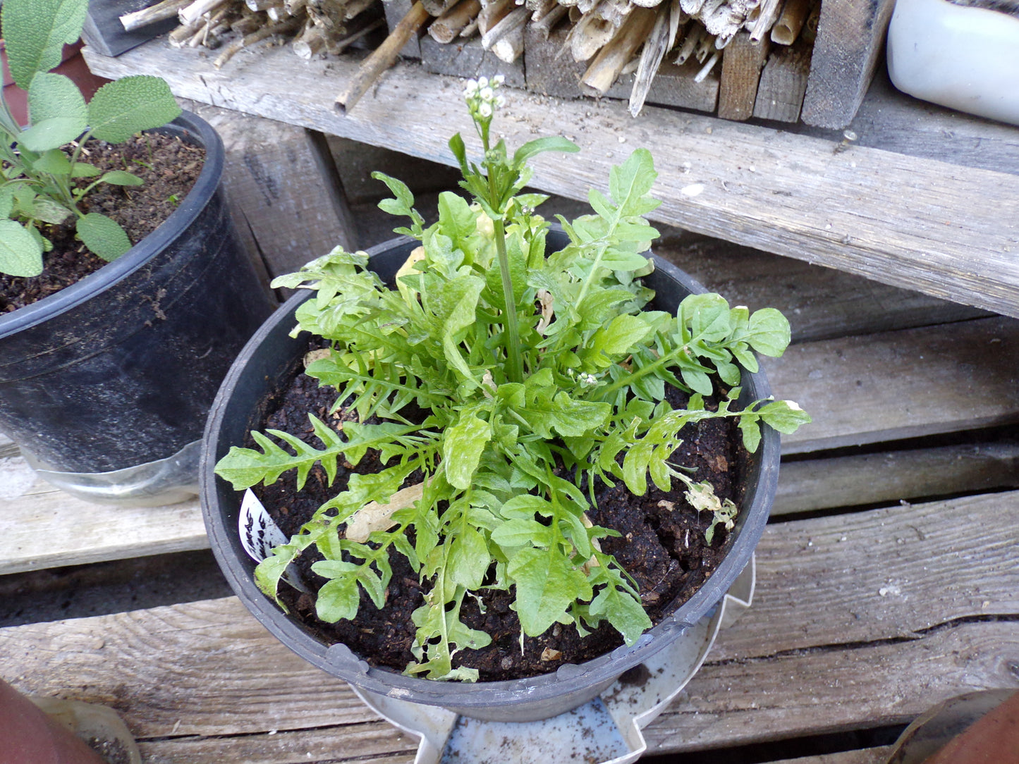 Bourse à Pasteur - Capsella Bursa Pastoris - SEM05