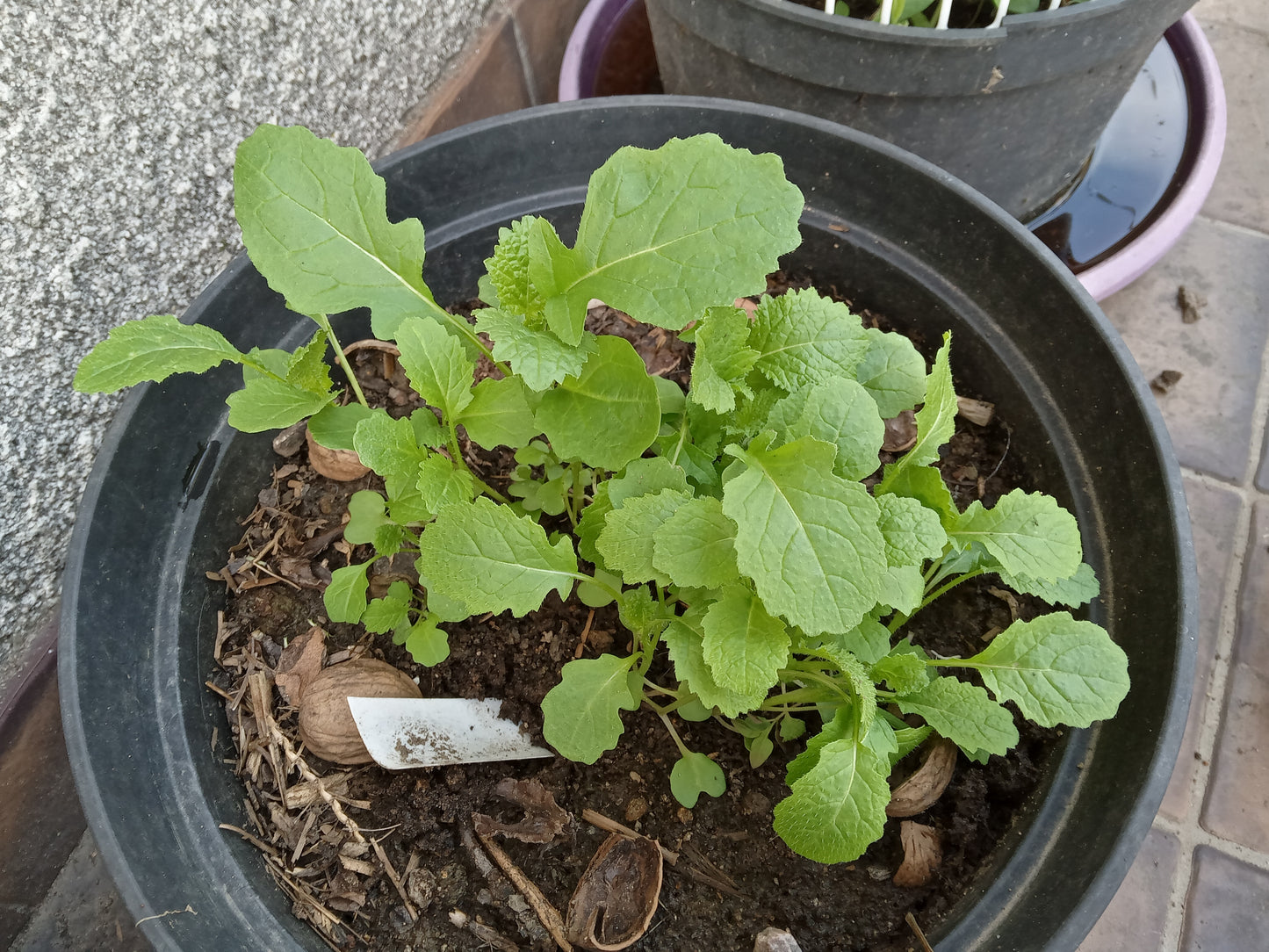 Moutarde Noire NT - Brassica Nigra (Engrais Vert) SEM27