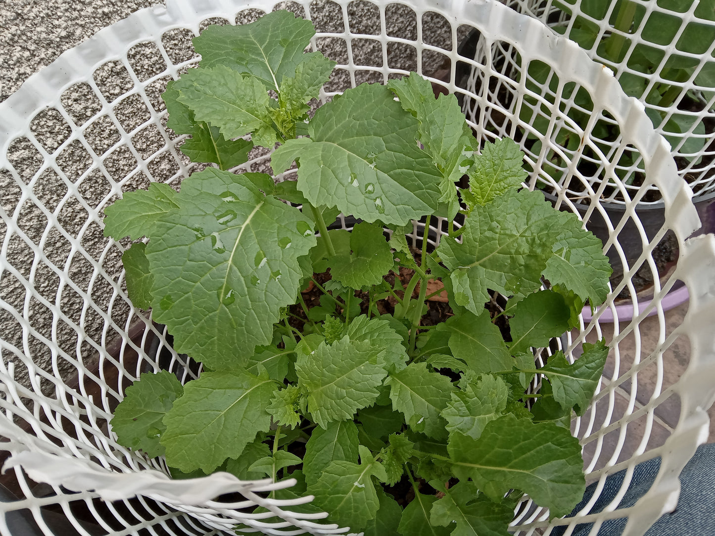 Moutarde Noire NT - Brassica Nigra (Engrais Vert) SEM27