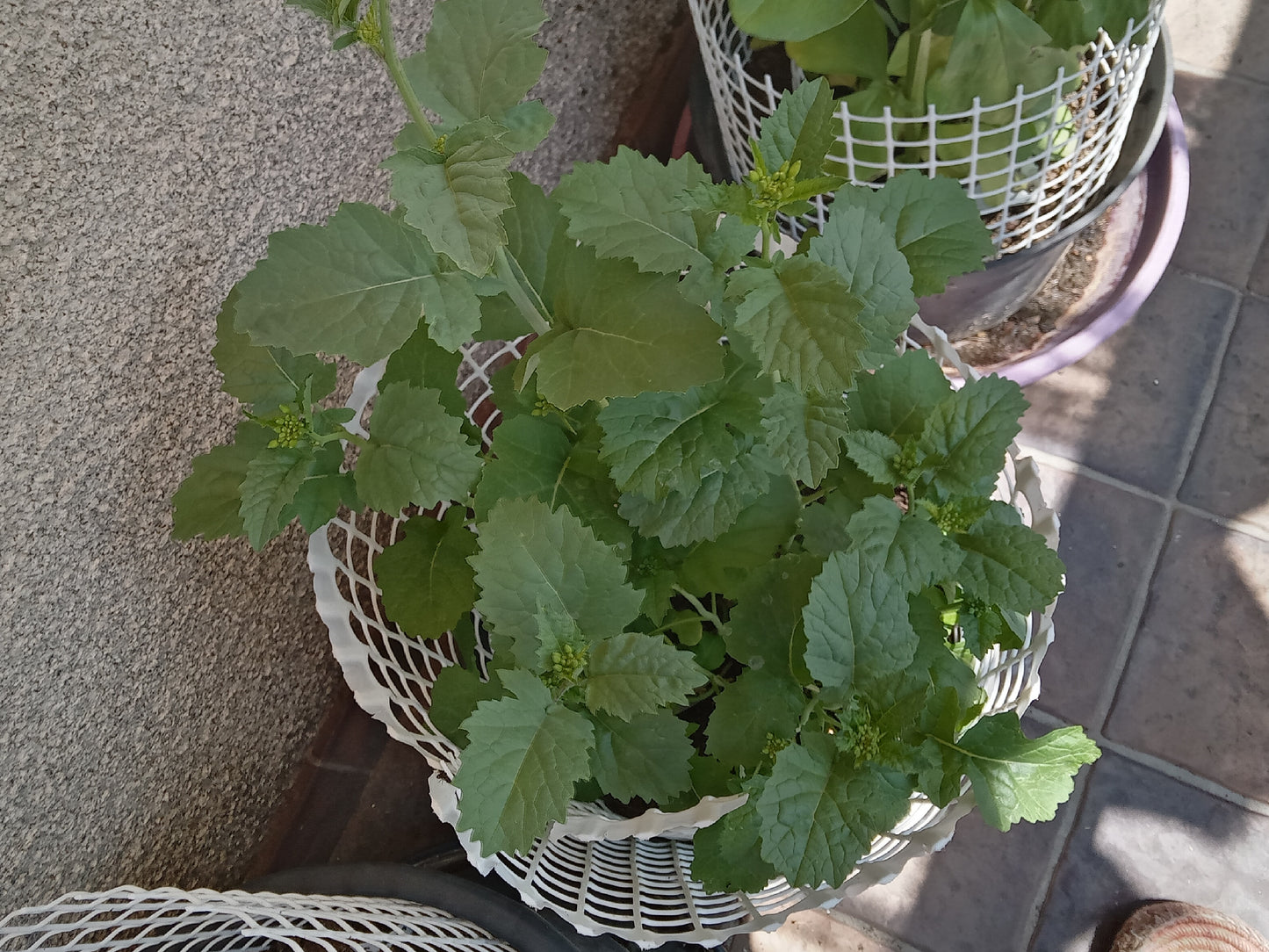 Moutarde Noire NT - Brassica Nigra (Engrais Vert) SEM27