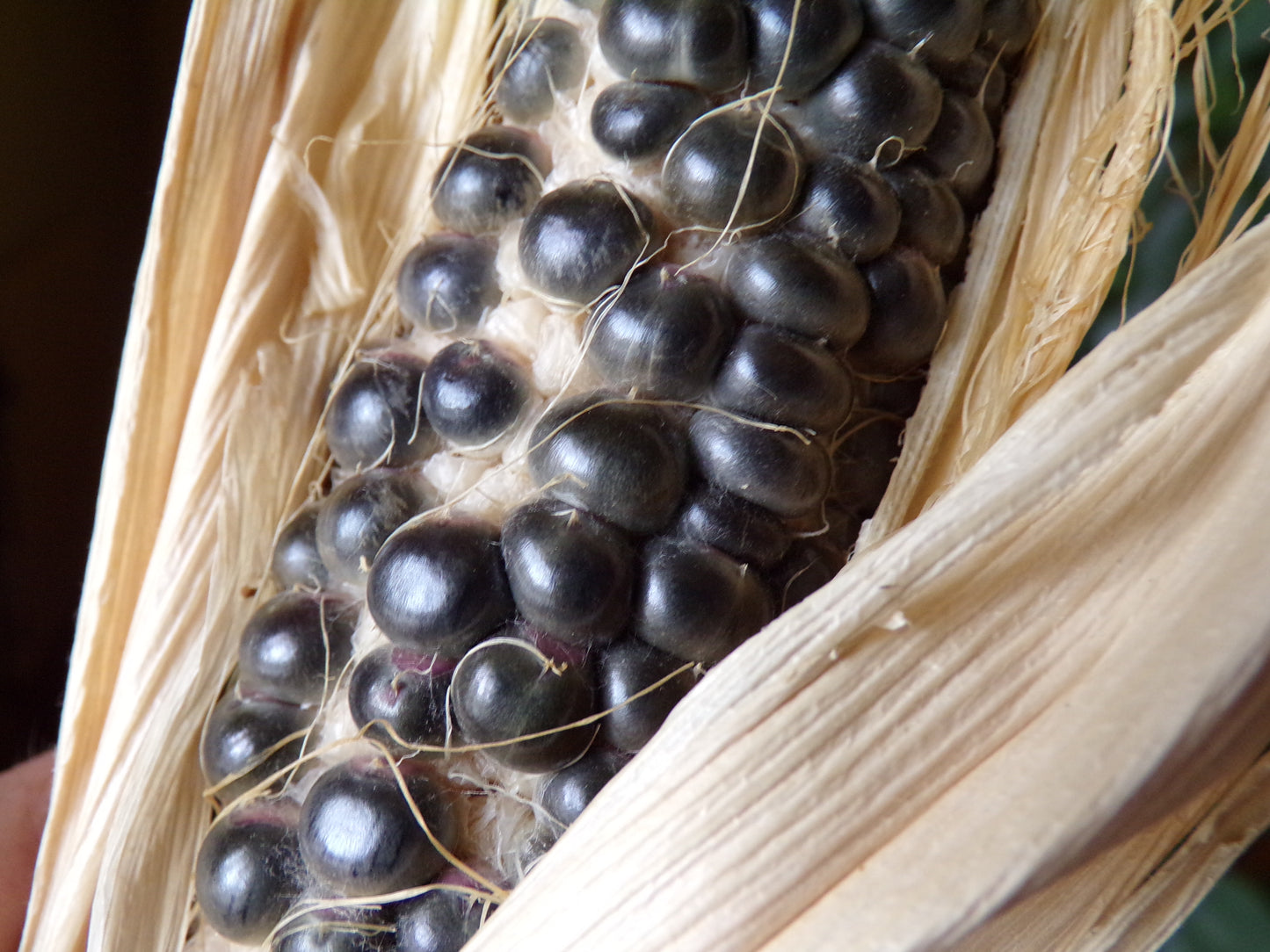 Maïs Noir - Zea Mays Convar. Saccarata L. - SEM02