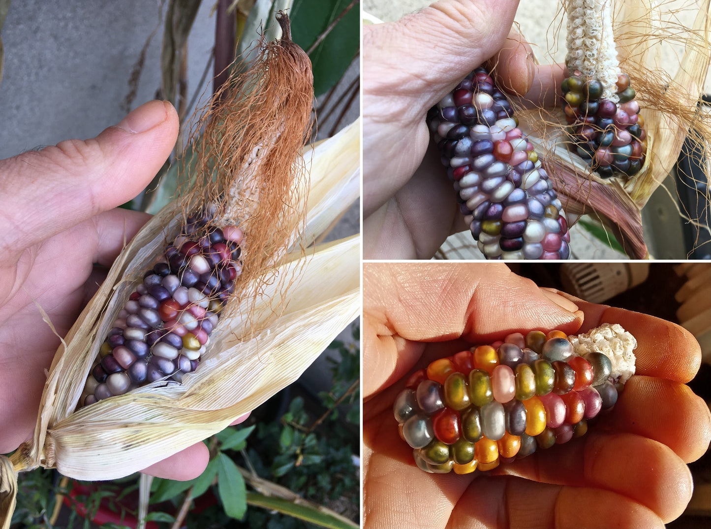 Maïs Pop-Corn - Zea Mays - SEM03