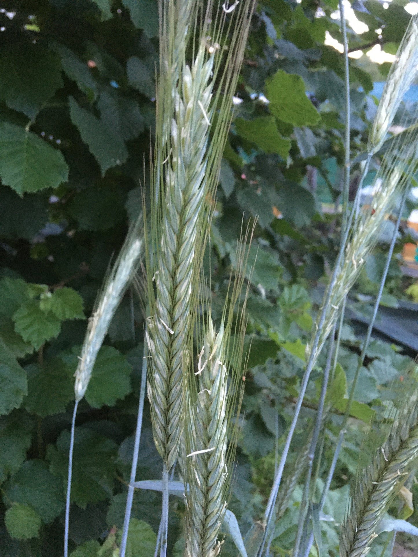 Seigle - Secale Cereale (Engrais Vert) SEM27