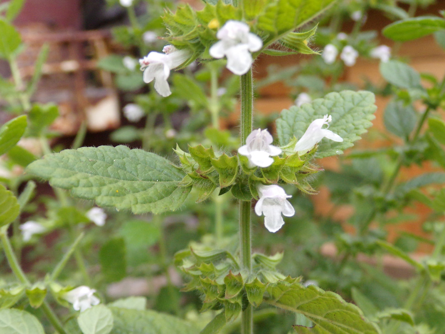 Mélisse Officinale - Melissa Officinalis - SEM05