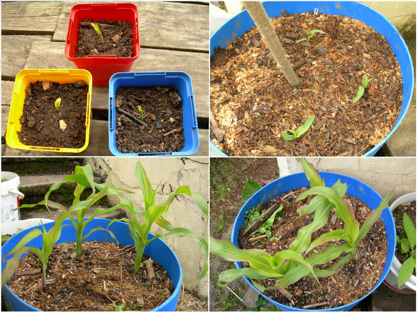 Maïs Pop-Corn - Zea Mays L. - SEM03