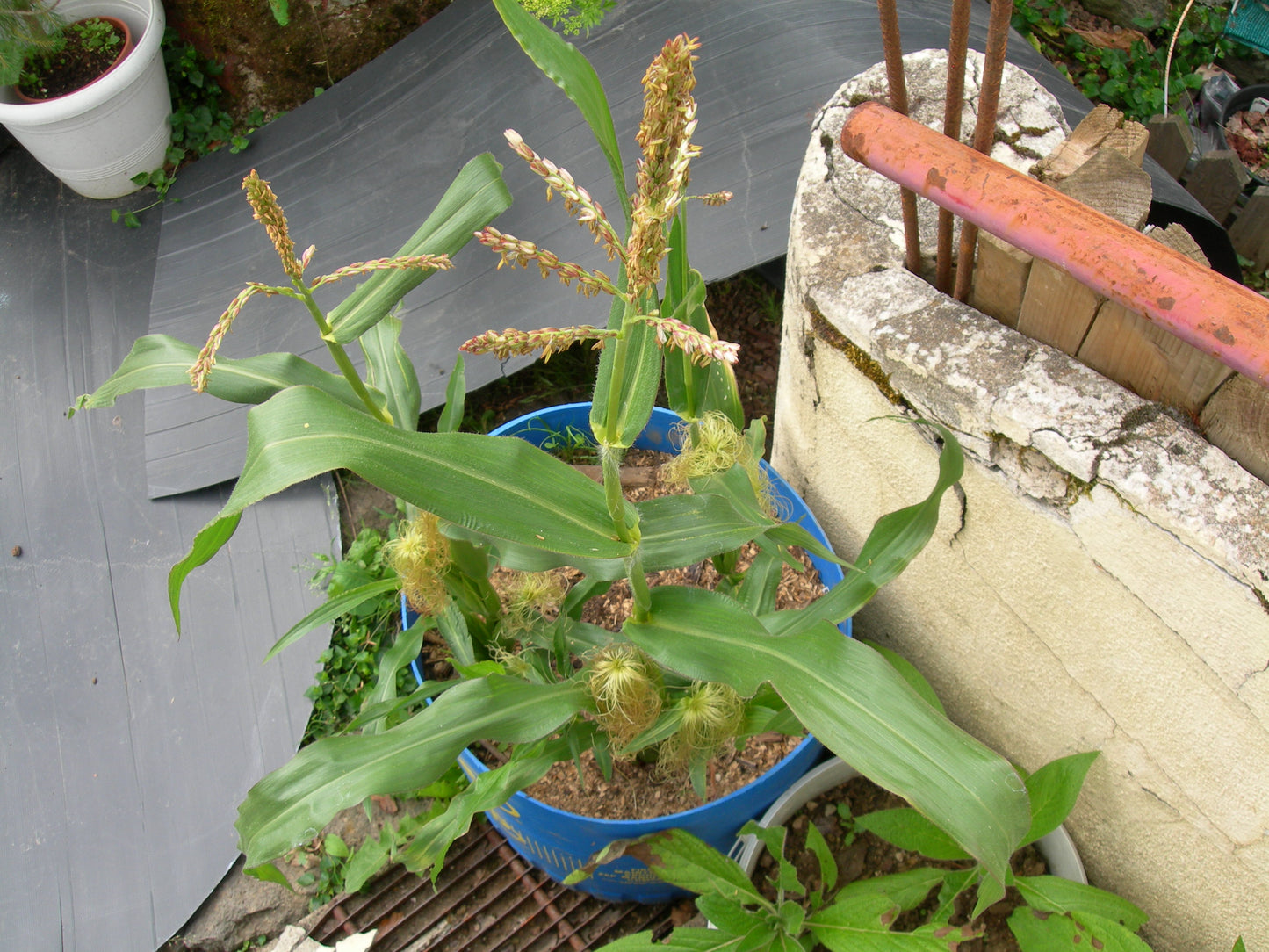 Maïs Pop-Corn - Zea Mays L. - SEM03