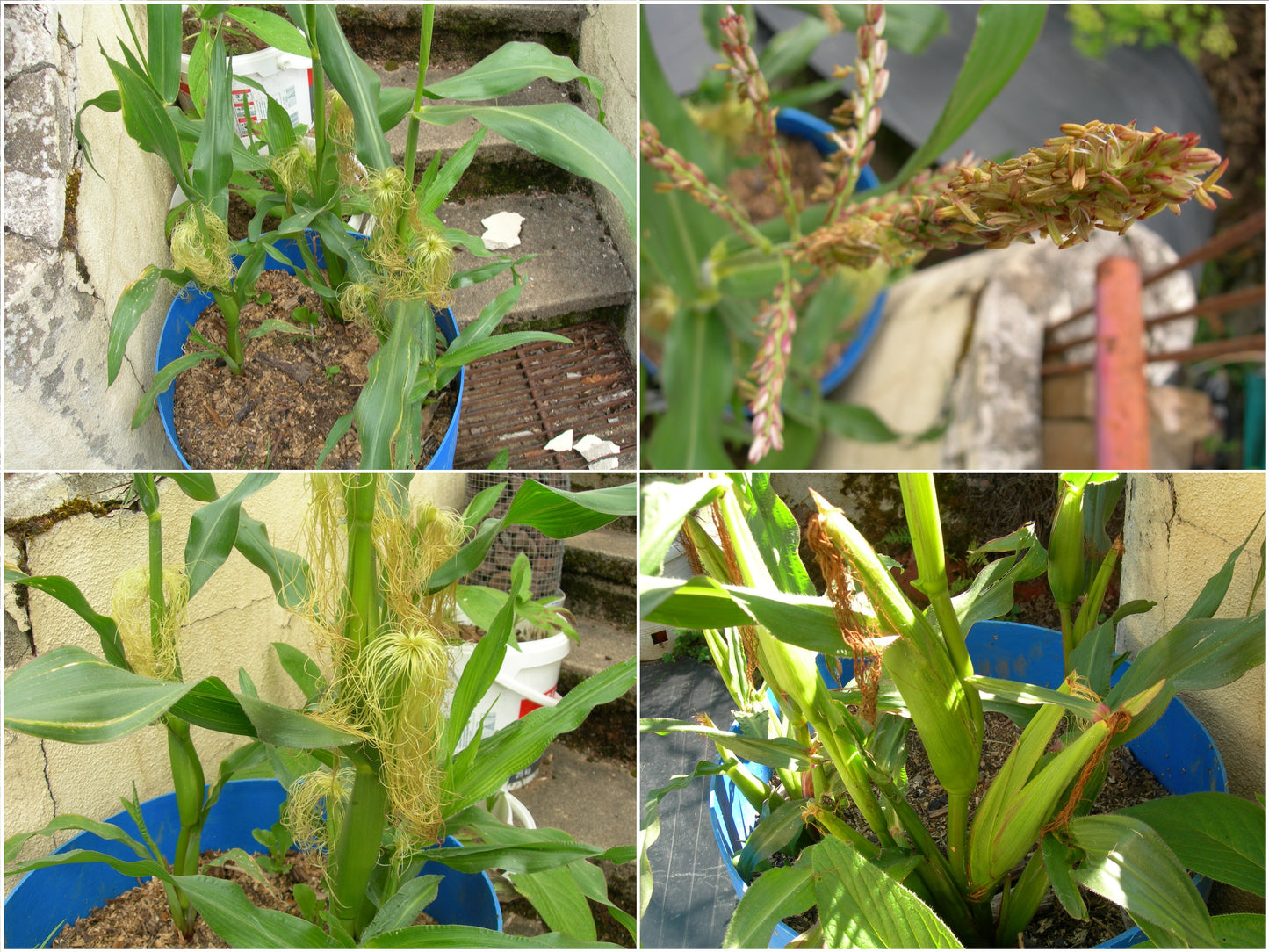 Maïs Pop-Corn - Zea Mays L. - SEM03