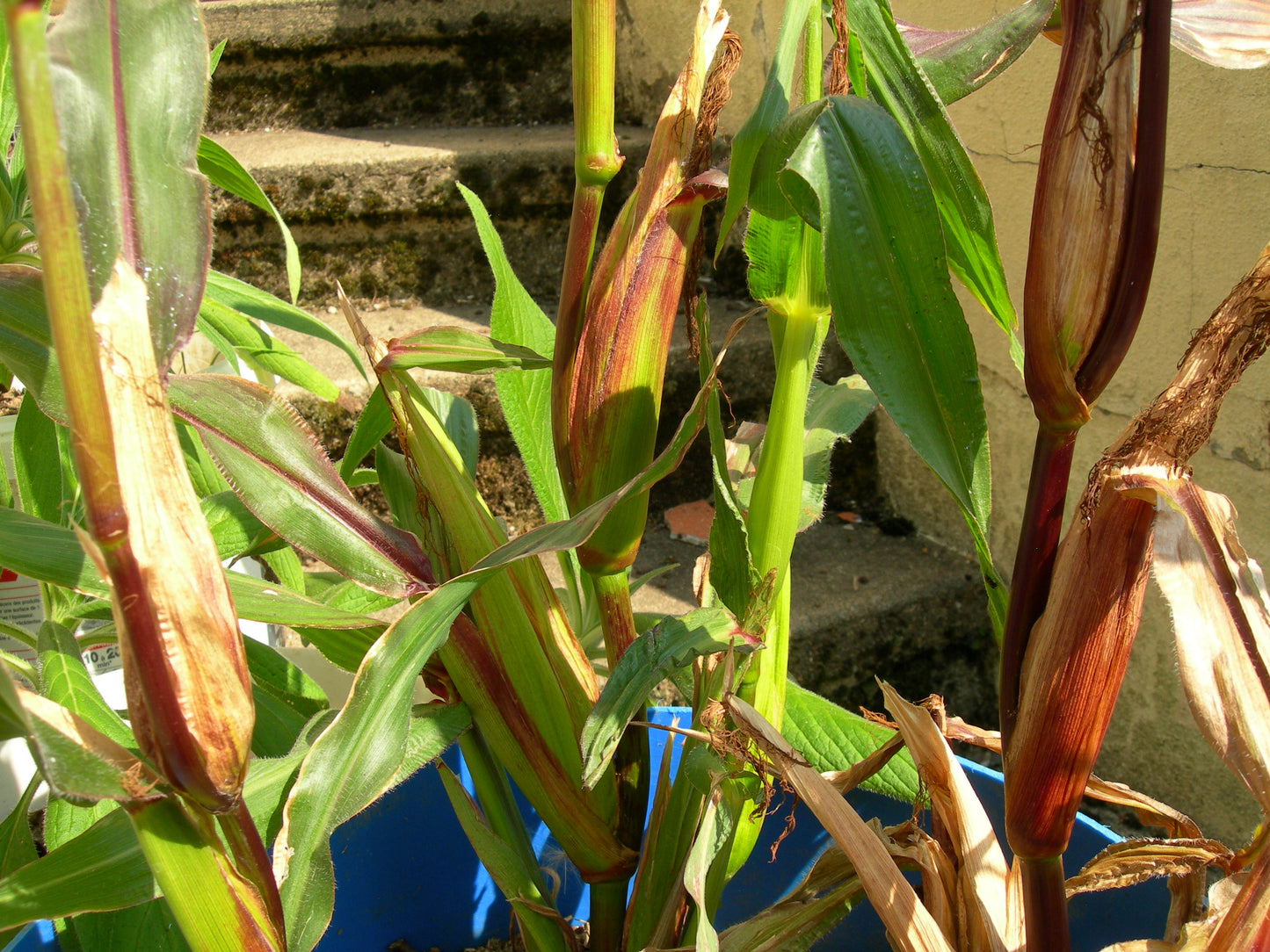 Maïs Pop-Corn - Zea Mays L. - SEM03