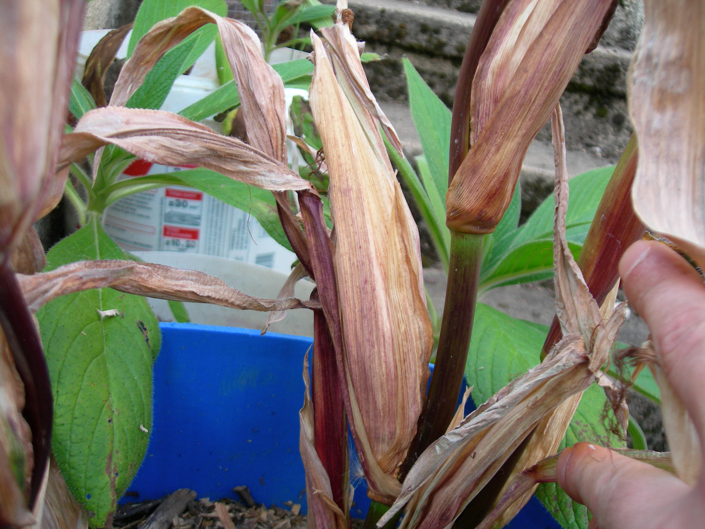 Maïs Pop-Corn - Zea Mays L. - SEM03