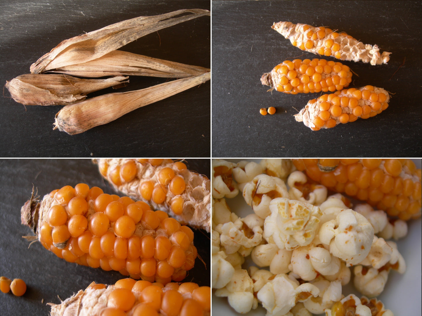 Maïs Pop-Corn - Zea Mays L. - SEM03