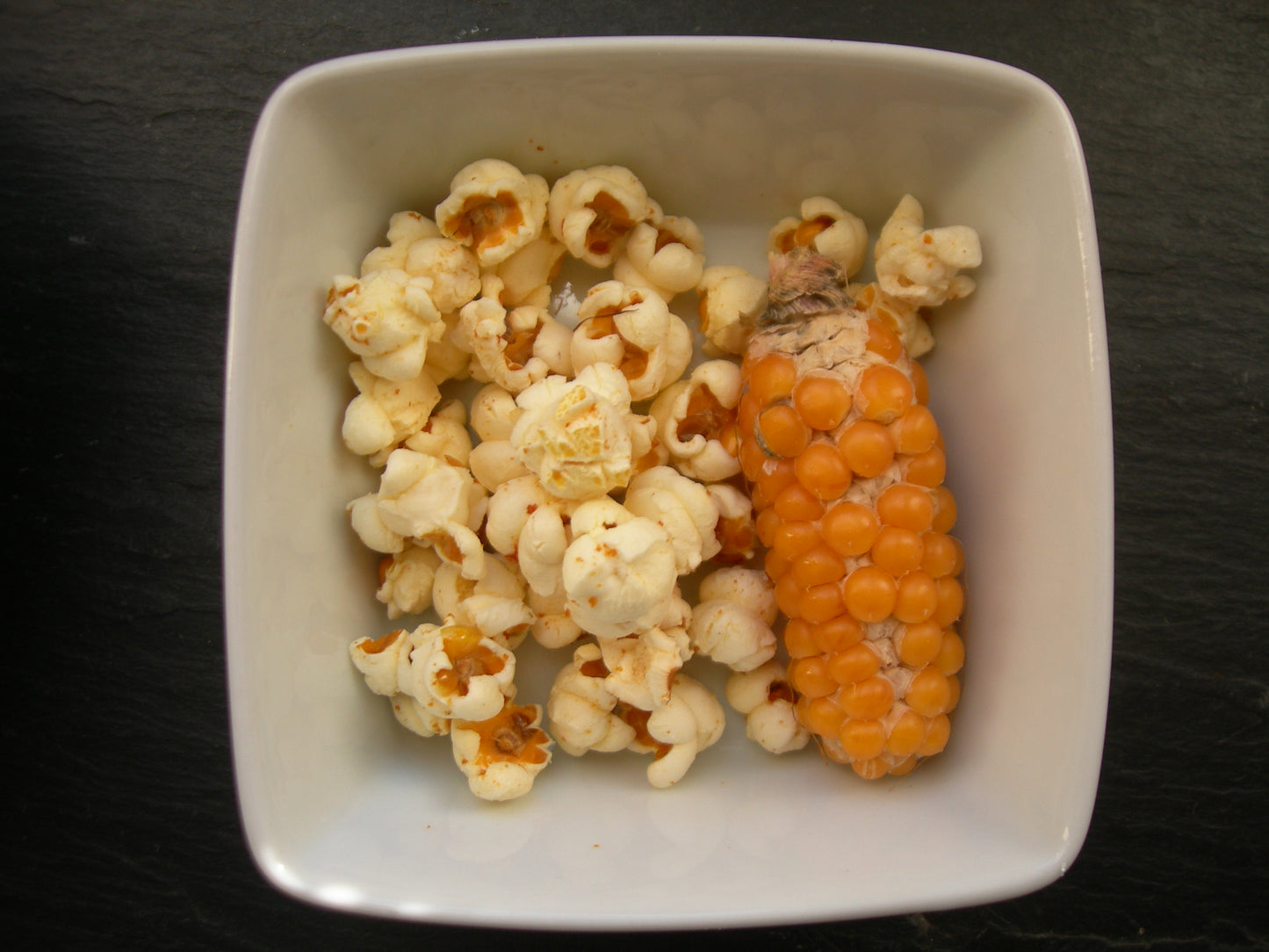 Maïs Pop-Corn - Zea Mays L. - SEM03