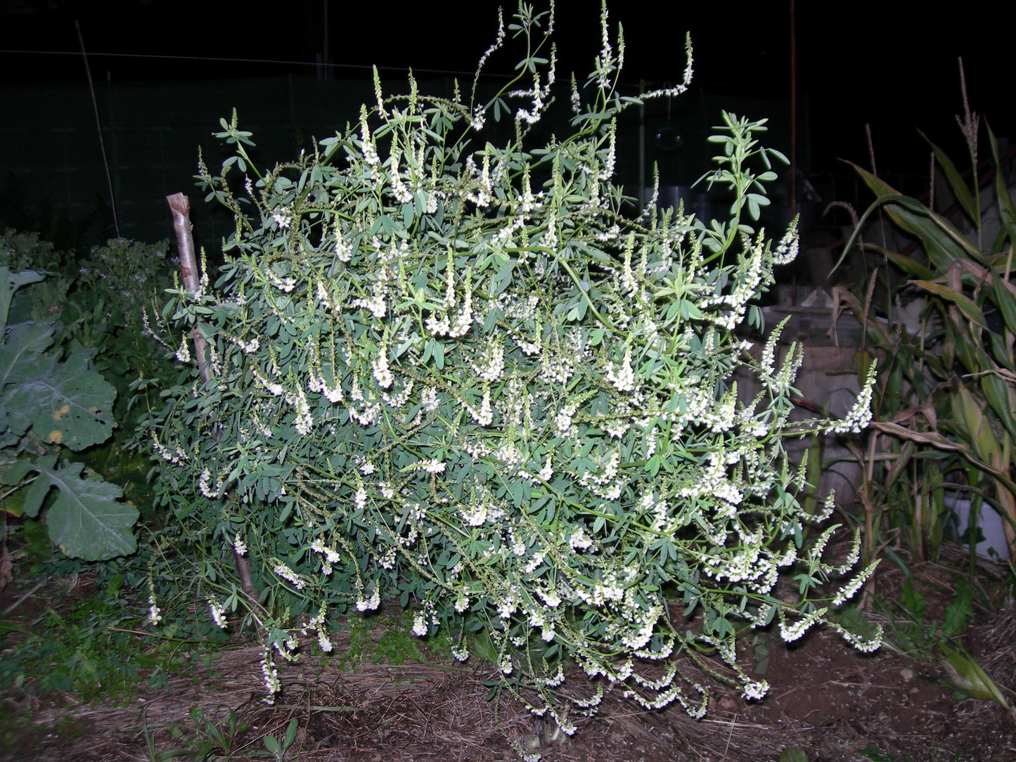 Mélilot Blanc - Melilotus Alba (Engrais Vert) SEM05