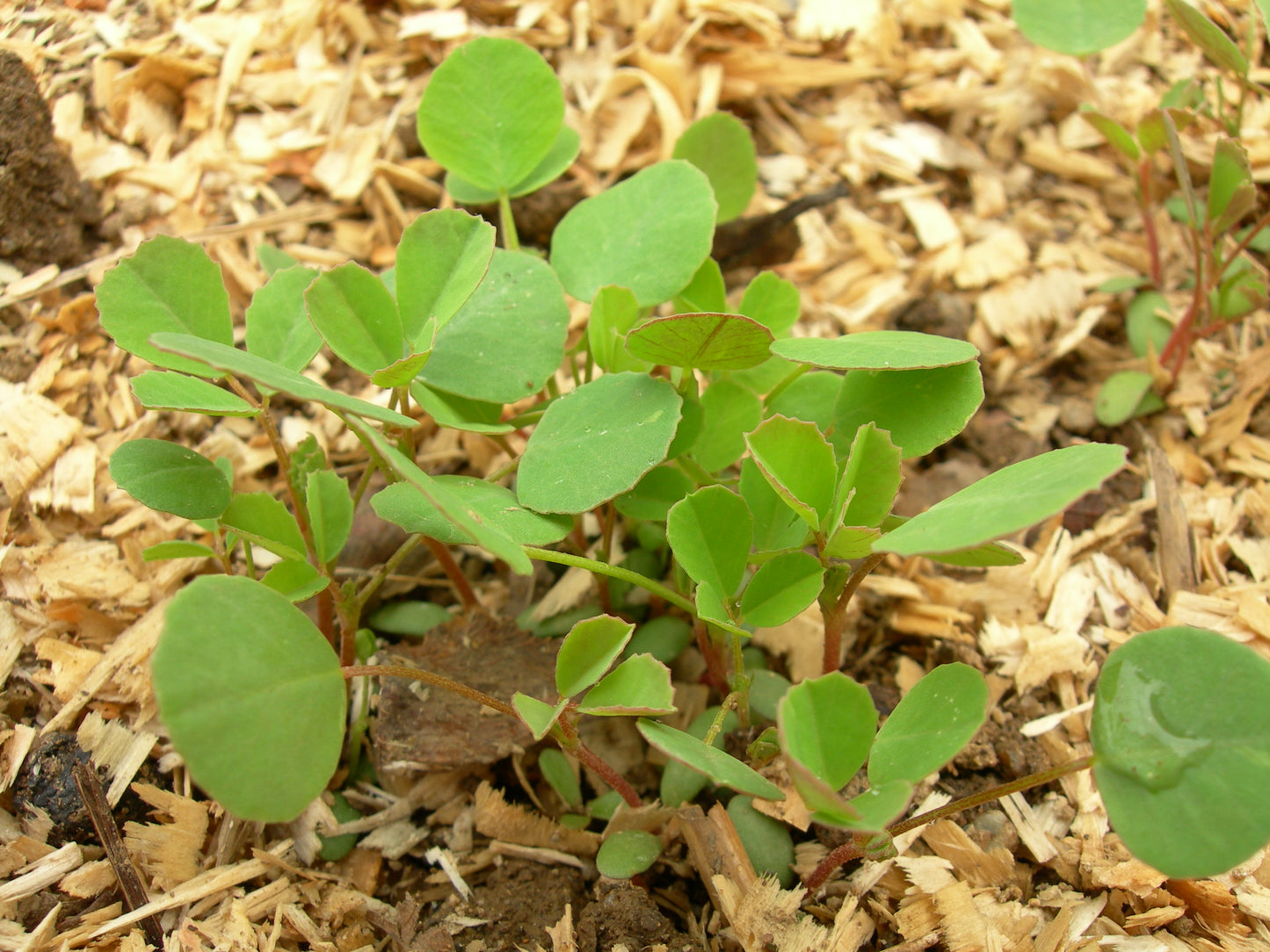 Mélilot Blanc - Melilotus Alba (Engrais Vert) SEM05