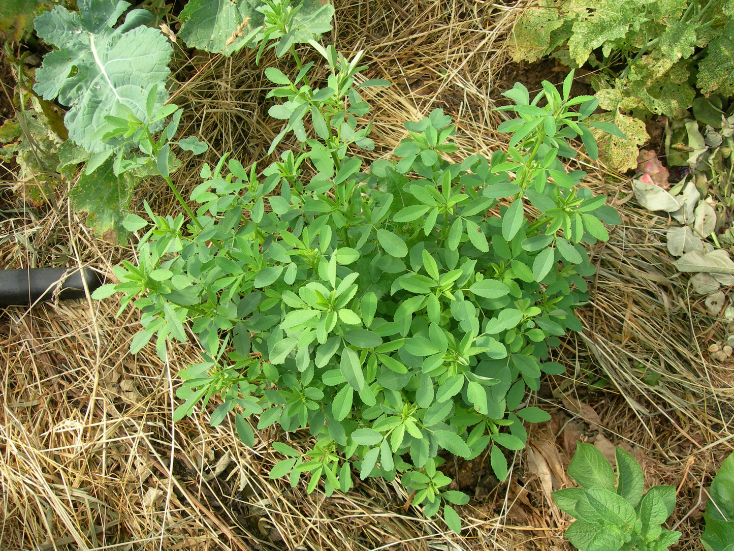 Mélilot Blanc - Melilotus Alba (Engrais Vert) SEM05