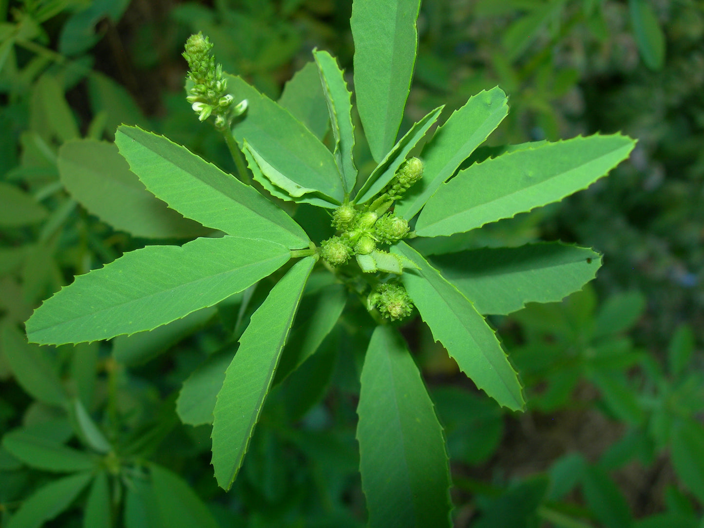 Mélilot Blanc - Melilotus Alba (Engrais Vert) SEM05