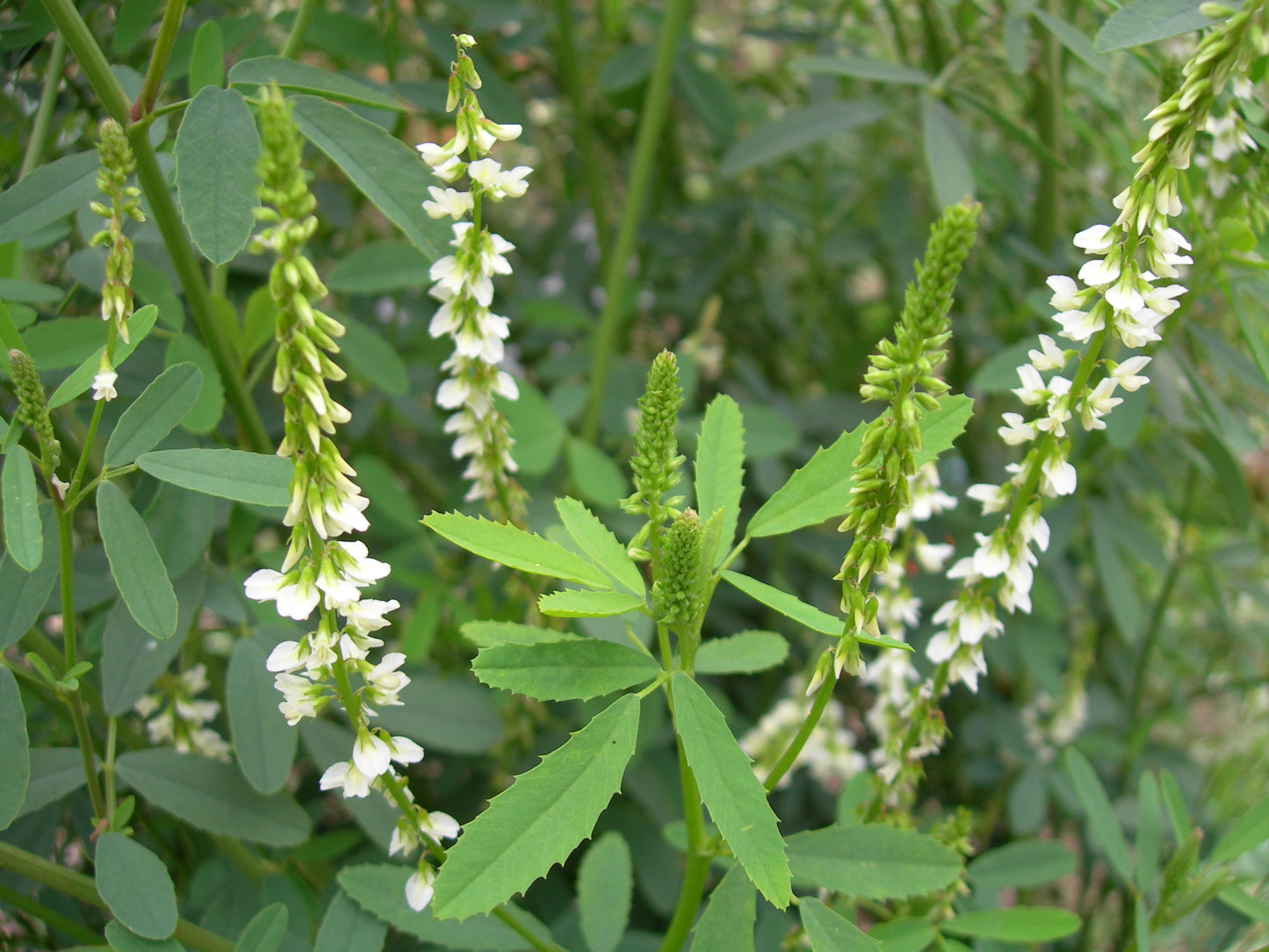 Mélilot Blanc - Melilotus Alba (Engrais Vert) SEM05