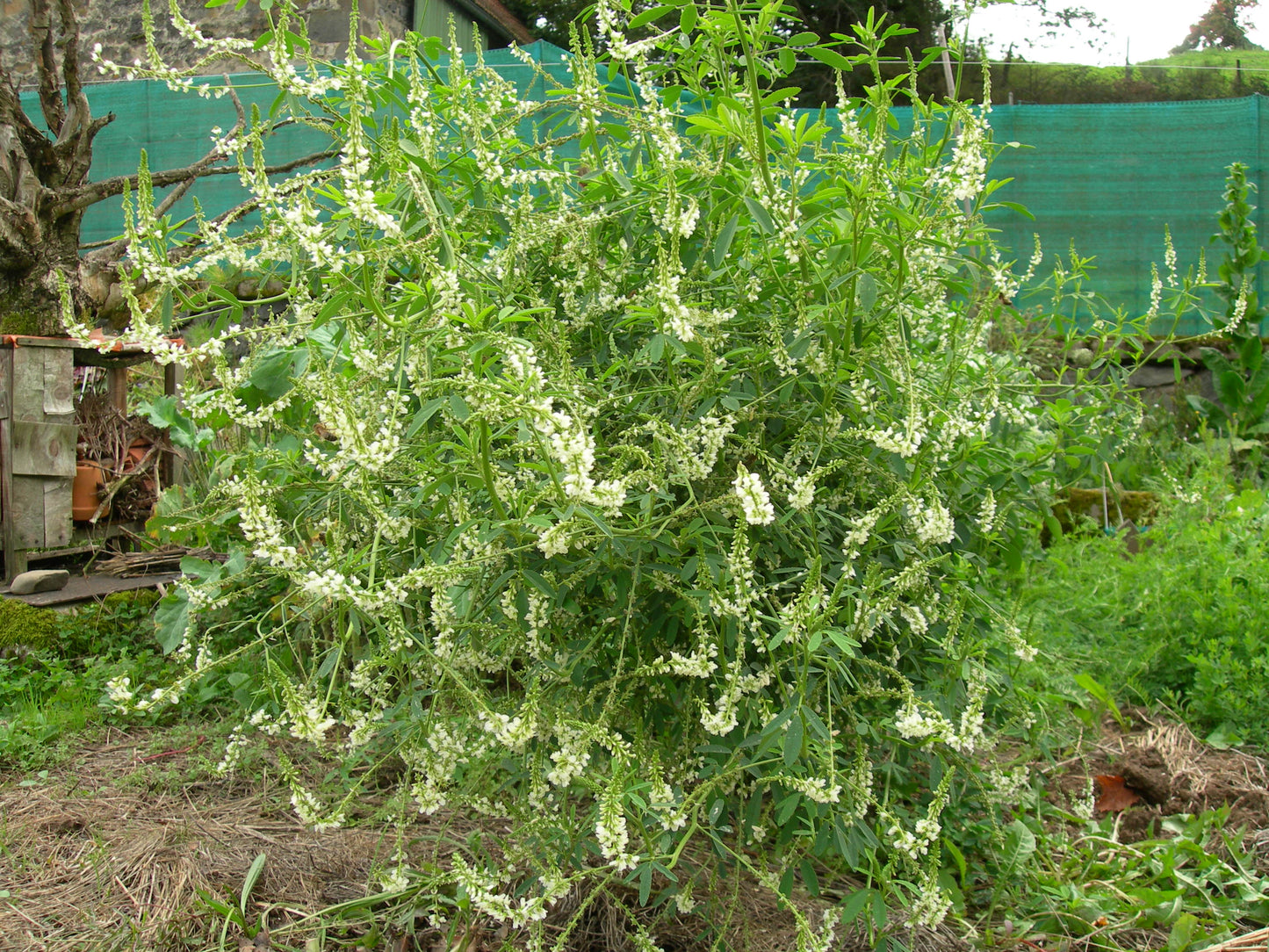 Mélilot Blanc - Melilotus Alba (Engrais Vert) SEM05