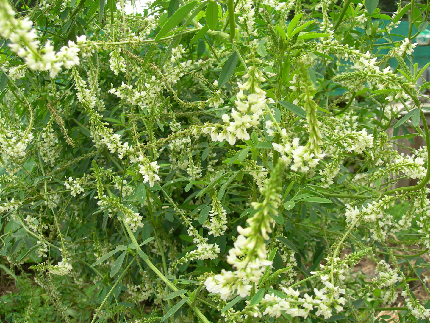 Mélilot Blanc - Melilotus Alba (Engrais Vert) SEM05