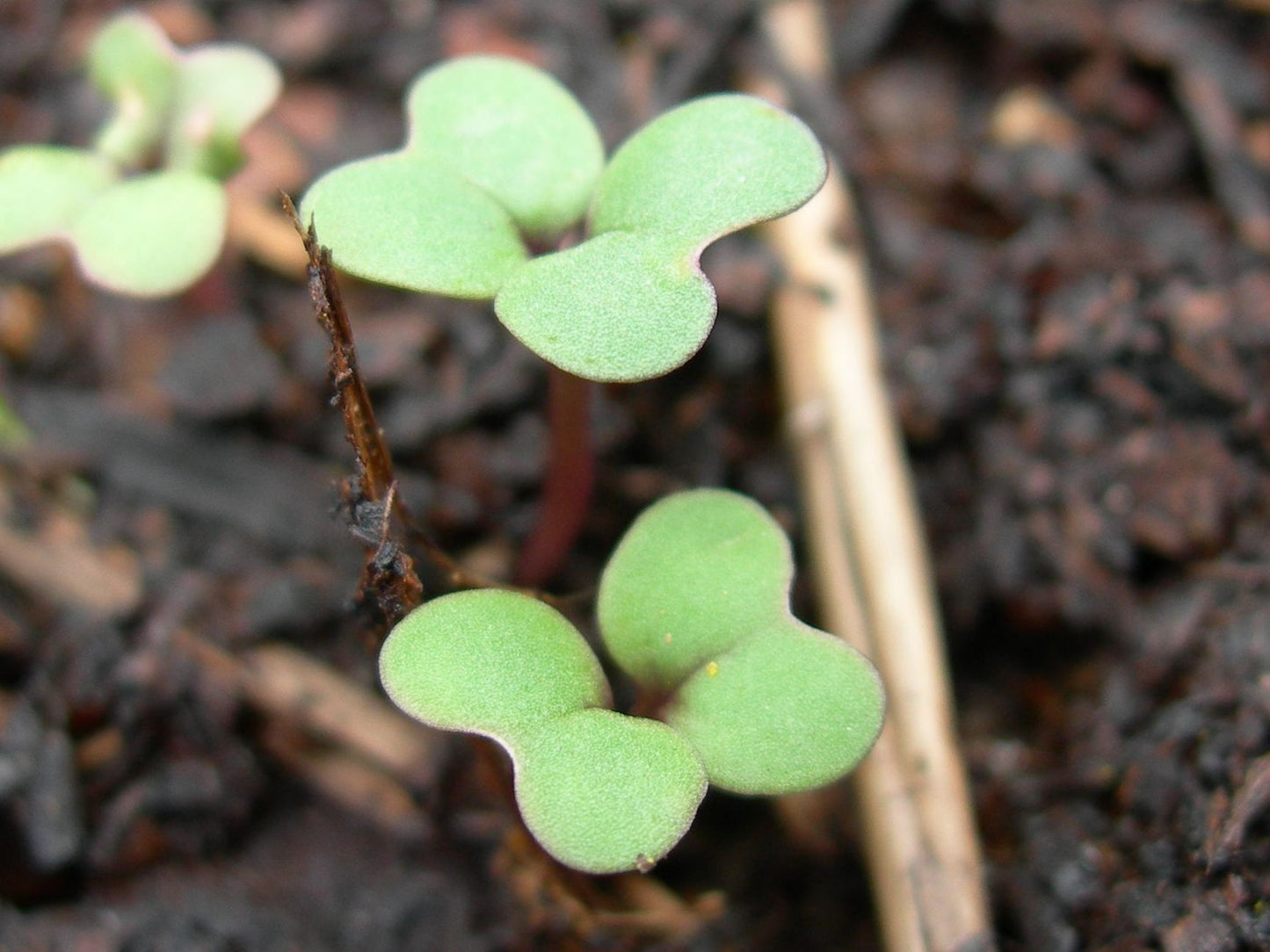 Moutarde Brune - Brassica Juncea (Engrais Vert) SEM05