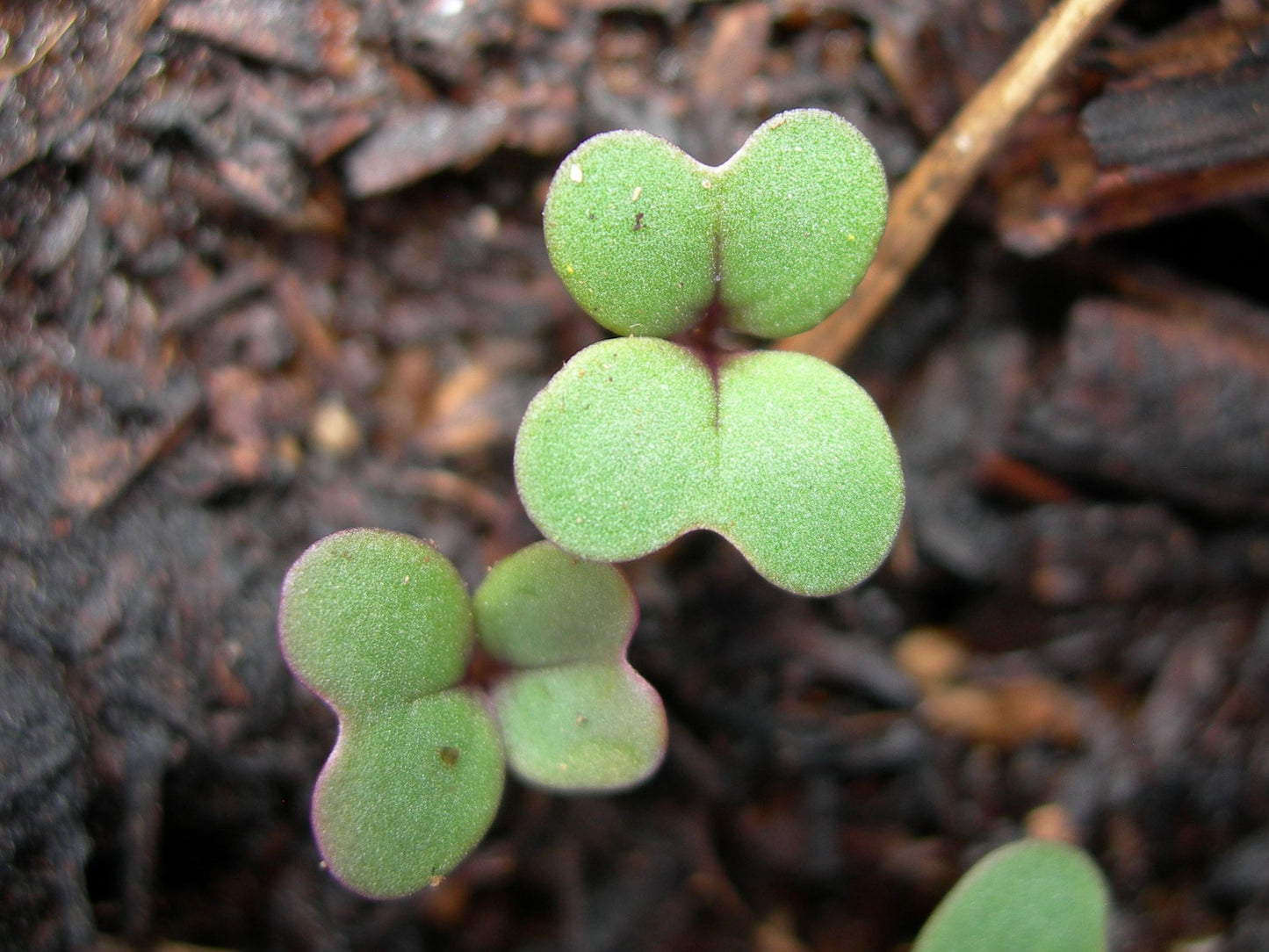 Moutarde Brune - Brassica Juncea (Engrais Vert) SEM05