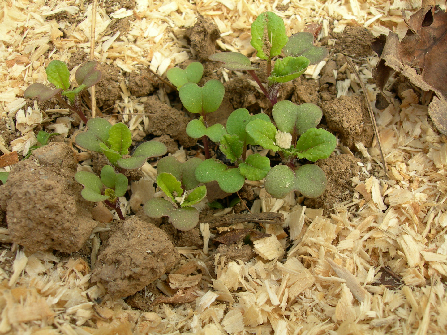 Moutarde Brune - Brassica Juncea (Engrais Vert) SEM05