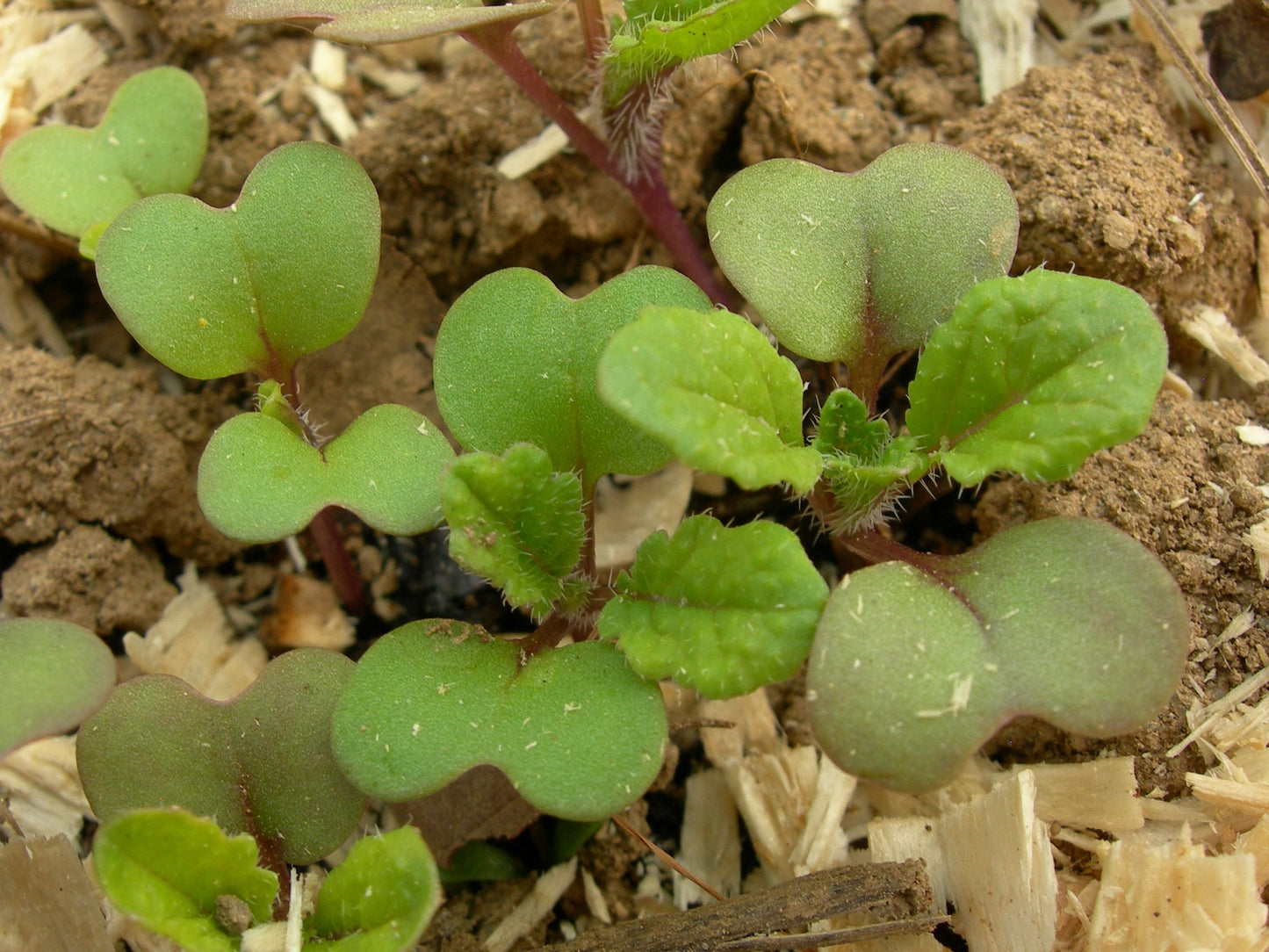 Moutarde Brune - Brassica Juncea (Engrais Vert) SEM05